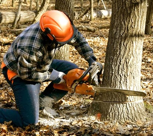 Tree Removal in Franklin, NE